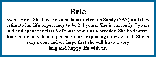 Text Box: BrieSweet Brie.  She has the same heart defect as Sandy (SAS) and they estimate her life expectancy to be 2-4 years. She is currently 7 years old and spent the first 3 of those years as a breeder. She had never known life outside of a pen so we are exploring a new world! She is very sweet and we hope that she will have a very long and happy life with us.