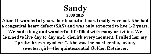 Text Box: Sandy2008-2019After 11 wonderful years, her beautiful heart finally gave out. She had a congenital heart defect (SAS) and was only expected to live 1-2 years. We had a long and wonderful life filled with many activities. We learned to live day to day and  cherish every moment. I called her my “pretty brown-eyed girl”. She was the most gentle, loving, sweetest girl—the quintessential Golden Retriever.
