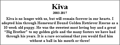 Text Box: Kiva 2003-2017Kiva is no longer with us, but will remain forever in our hearts. I adopted him through Homeward Bound Golden Retriever Rescue as a 10 week old puppy. He was the sweetest most loving boy and a great “Big Brother” to my golden girls and the many fosters we have had through his years. It is a rare occasional that you would find him without a ball in his mouth or three! 